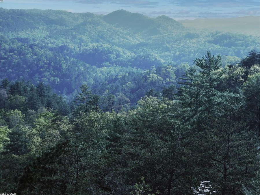 Timber Acreage in Springfield